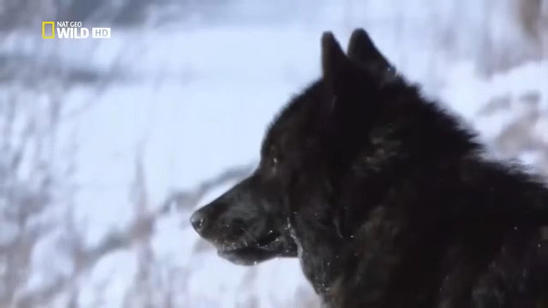 кадр из фильма The Rise of Black Wolf