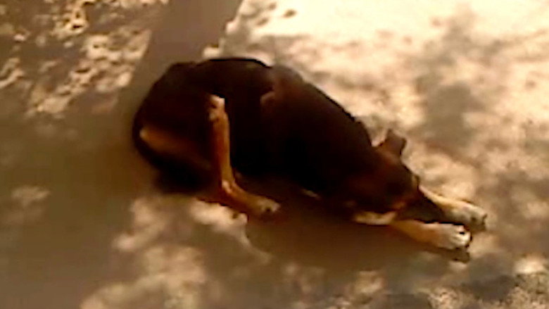 кадр из фильма Сухой лист