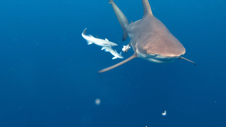 кадр из фильма Царство больших акул