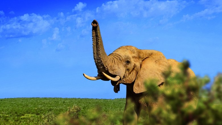 кадр из фильма Gorongosa: Paradise Reborn