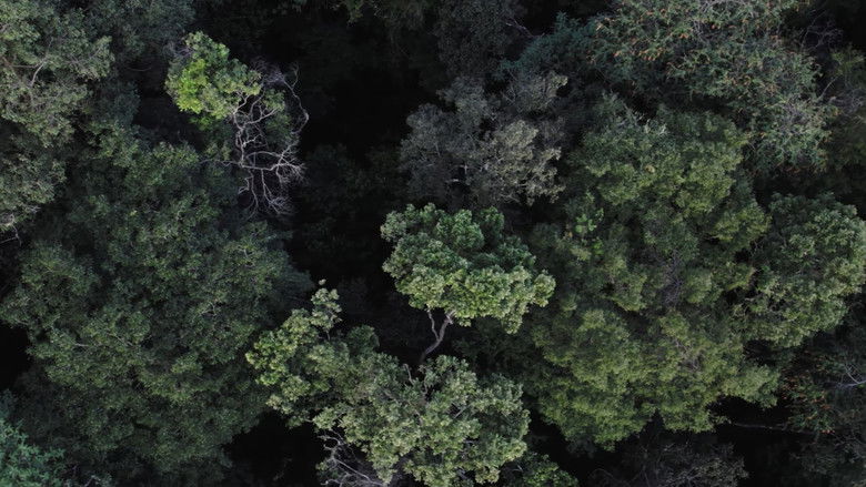 кадр из фильма Katurãma: uma história de luta e resistência