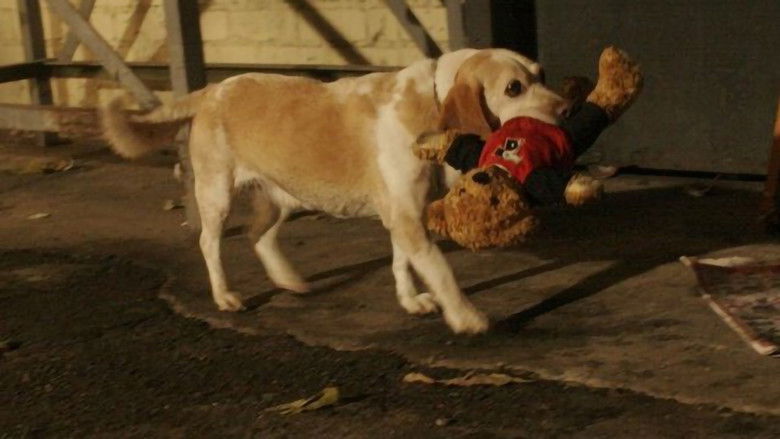 кадр из фильма Большое приключение Осси и Теда