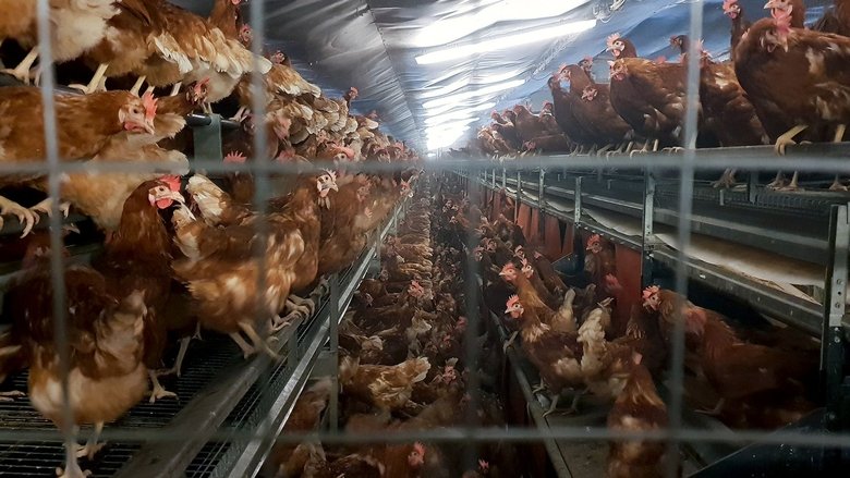 кадр из фильма Armes Huhn – armer Mensch