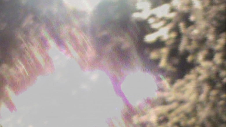 кадр из фильма light blossom