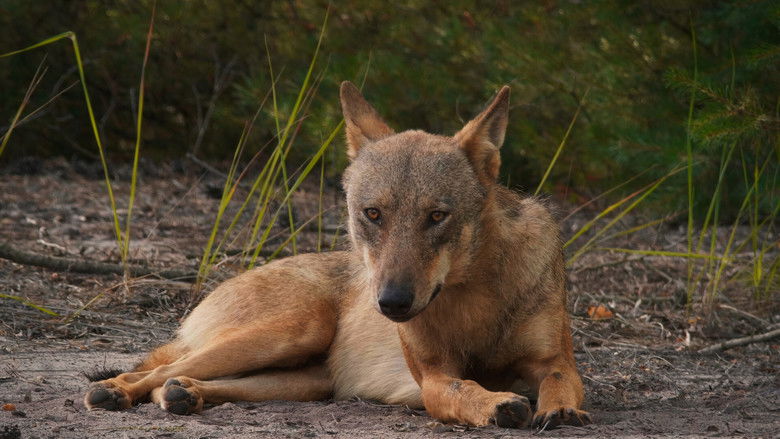 кадр из фильма Im Land der Wölfe