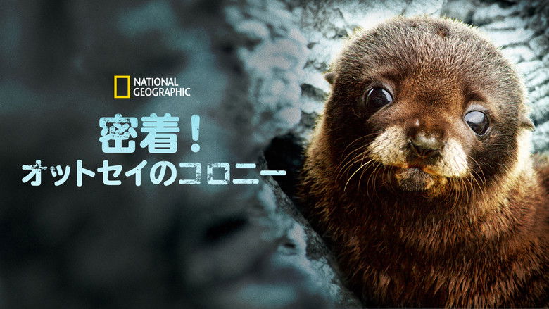 кадр из фильма Fur Seals