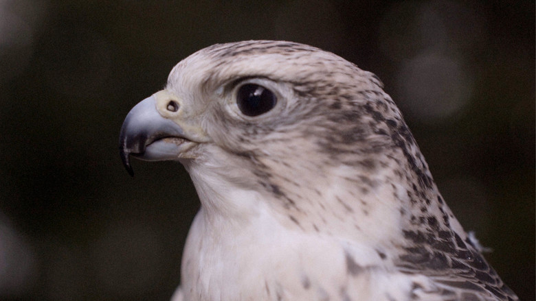 кадр из фильма Sopra Mille Metri