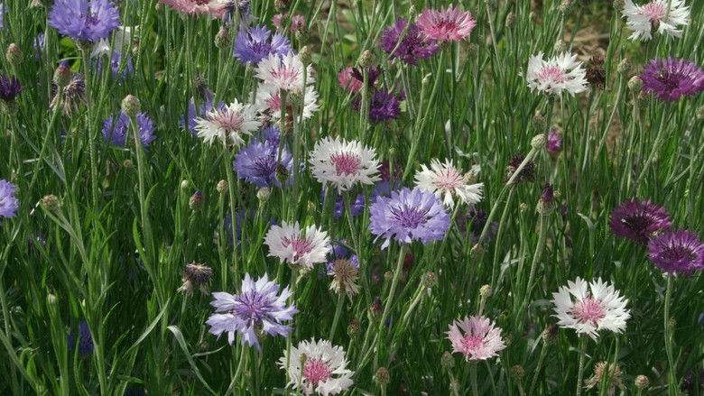 кадр из фильма Маленький лес. Зима, весна