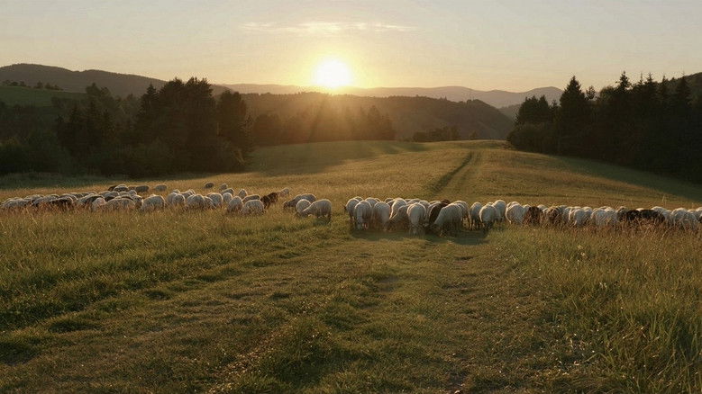 кадр из фильма Ovčiarskou cestou