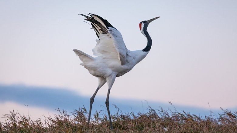 кадр из фильма Рождённые в Китае