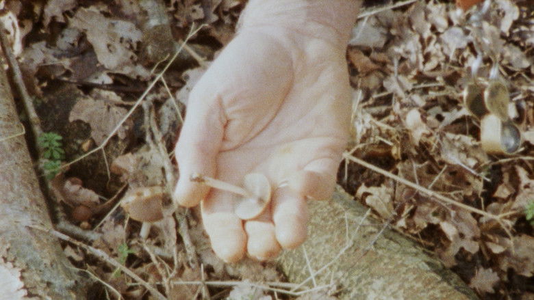 кадр из фильма Seen From Here, I Feel Like Belonging