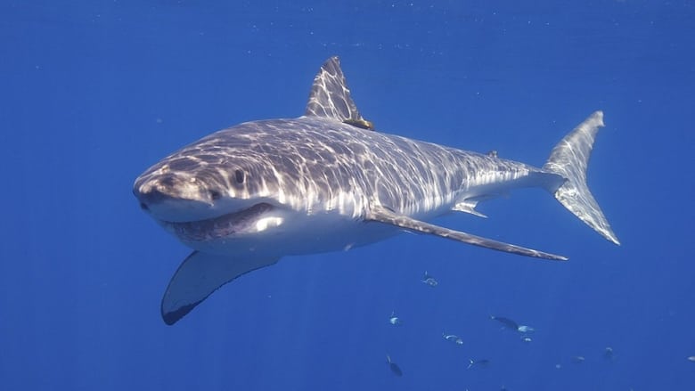 кадр из фильма Ловец акул с острова Бора-Бора