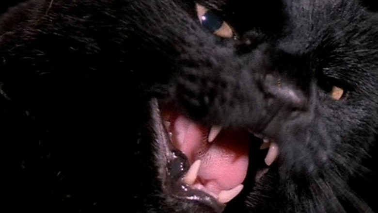 кадр из фильма Чёрный кот