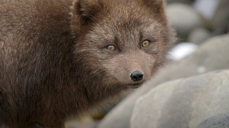 кадр из фильма The Arctic Fox: Still Surviving