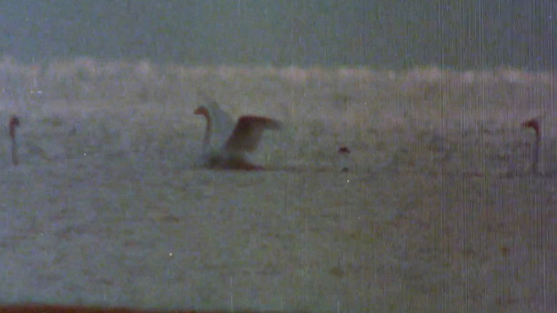 кадр из фильма Pohjoisten metsien äänet