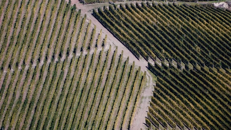 кадр из фильма Barolo Boys: The Story of a Revolution