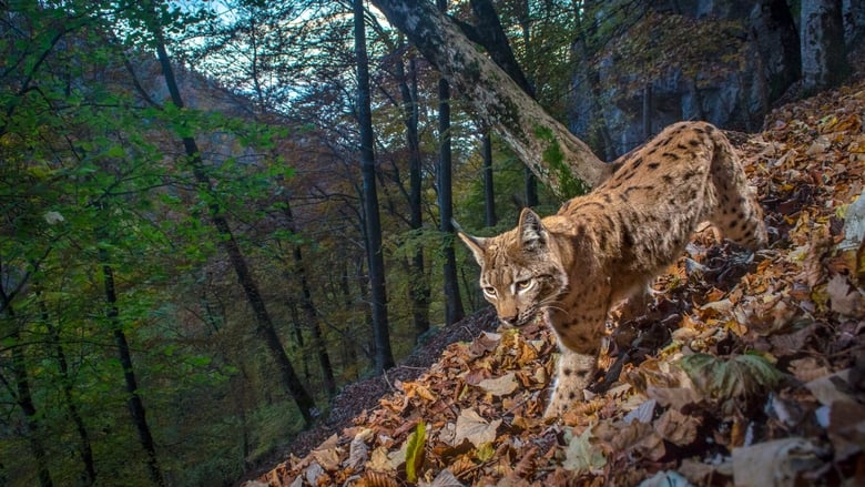 Le Retour fragile du lynx