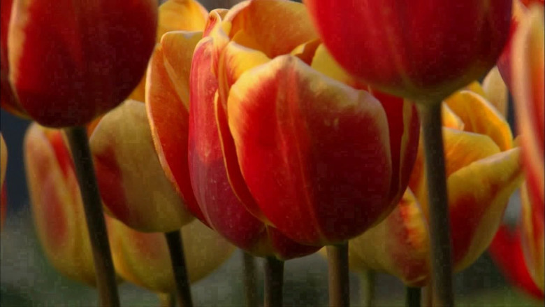 кадр из фильма Ботаника желания