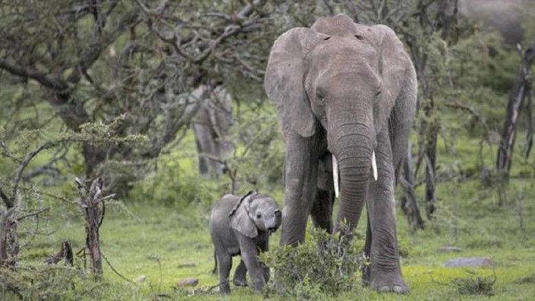 кадр из фильма Petit éléphant