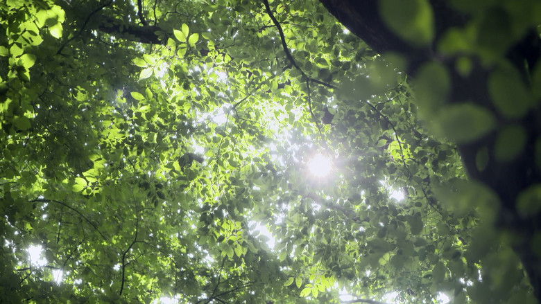 кадр из фильма Yellow Brick Road