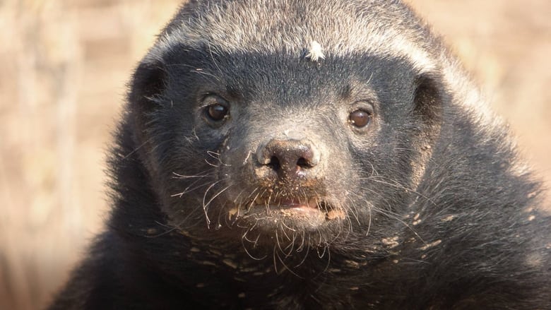 Honey Badger: Grit