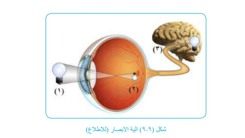 علم الأحياء: الإنسان وصحته