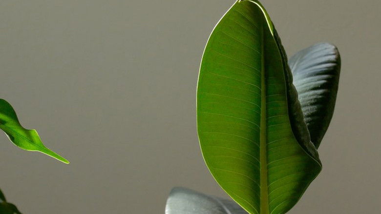 кадр из фильма Больше света