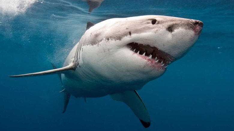 кадр из фильма The Search for the Ocean's Super Predator