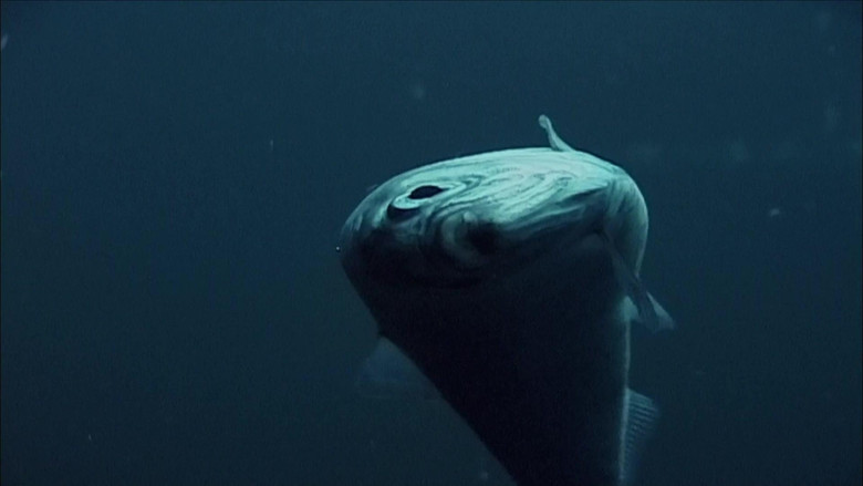 кадр из фильма Killer Whales - The Ultimate Guide