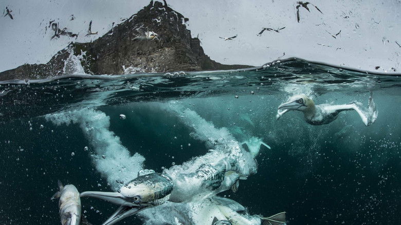 кадр из фильма Wild Shetland: Scotland's Viking Frontier