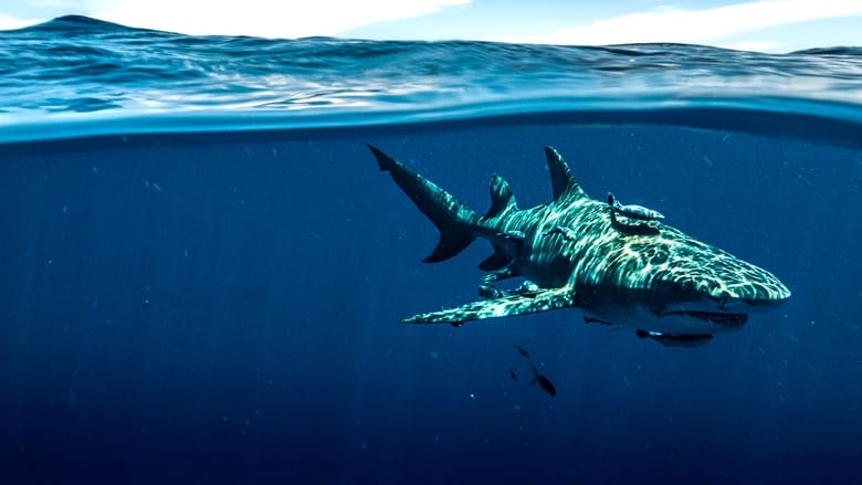 кадр из фильма Суперспособности акул