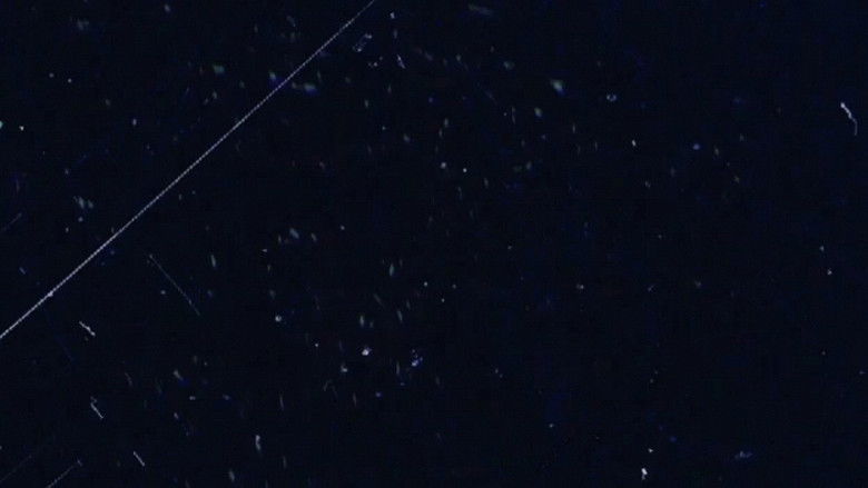 кадр из фильма The Seasons