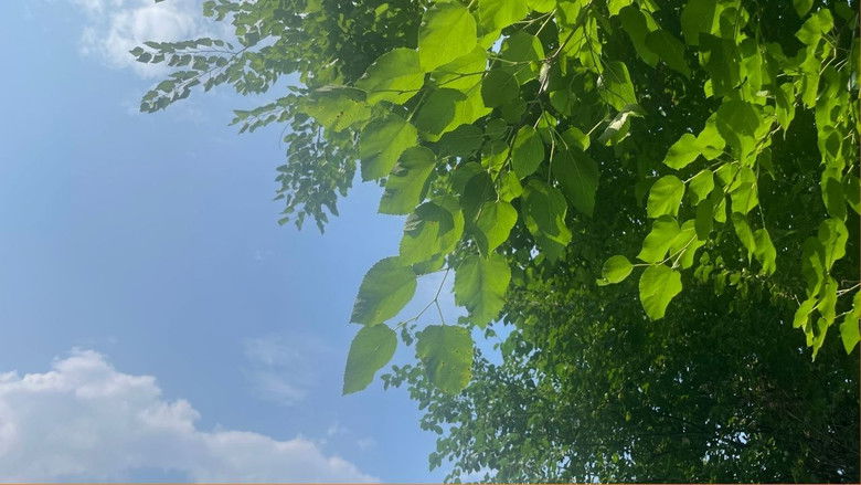 кадр из фильма Tangerine