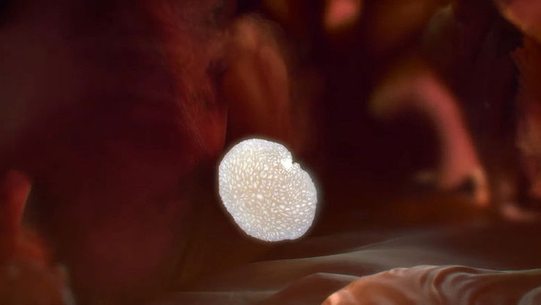 кадр из фильма Mycelium