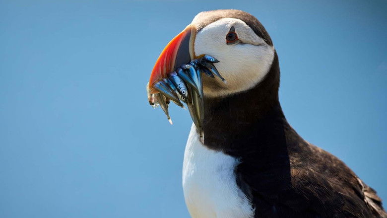 кадр из фильма De wilde Noordzee