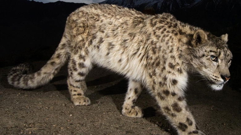 кадр из фильма Snow Leopard of Afghanistan