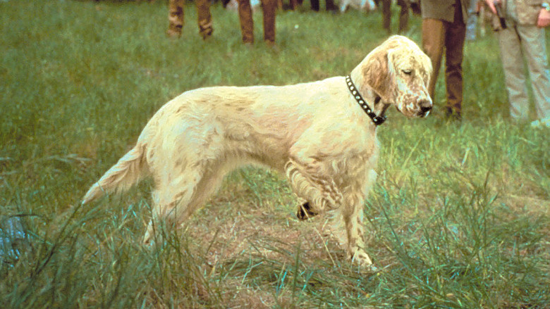 кадр из фильма The Biscuit Eater