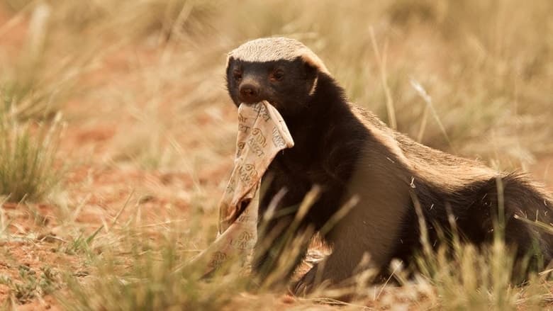 кадр из фильма Ultimate Honey Badger