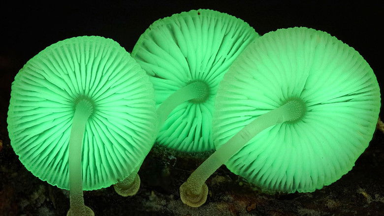 кадр из фильма Тайное царство: Грибы, определившие наш мир