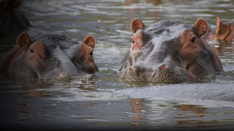 кадр из фильма Hippo Supremacy