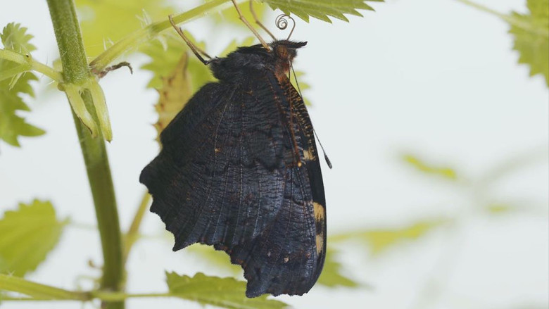 кадр из фильма Metamorfose