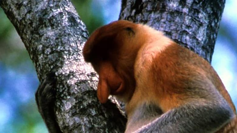 кадр из фильма The Biggest Nose in Borneo