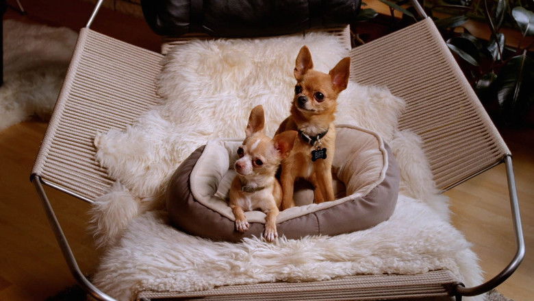 кадр из фильма AJ Goes to the Dog Park