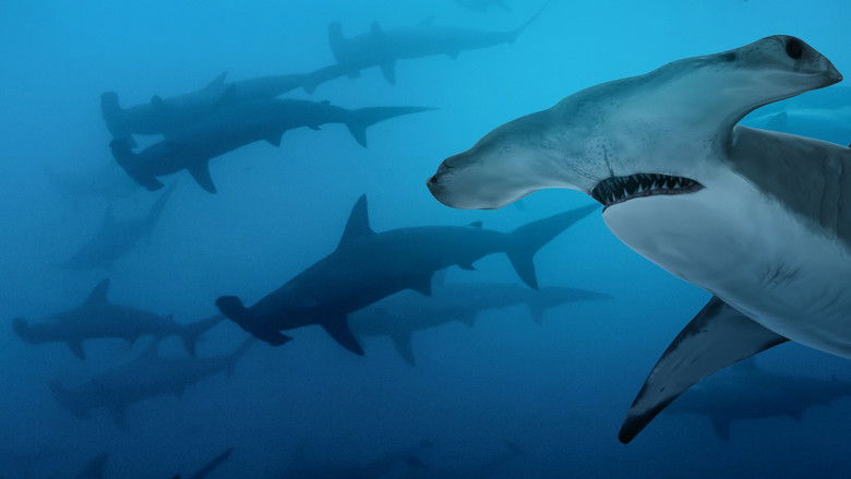 кадр из фильма Most Wanted Sharks