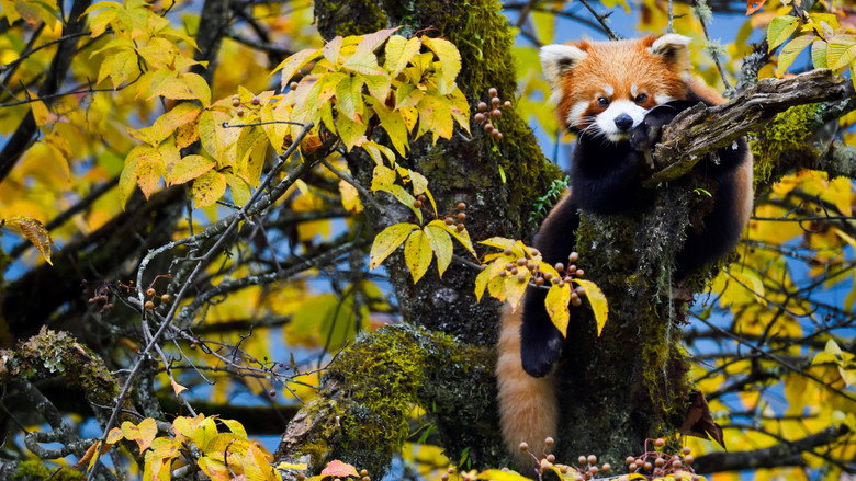 кадр из фильма Wild Asia: Life at Extremes