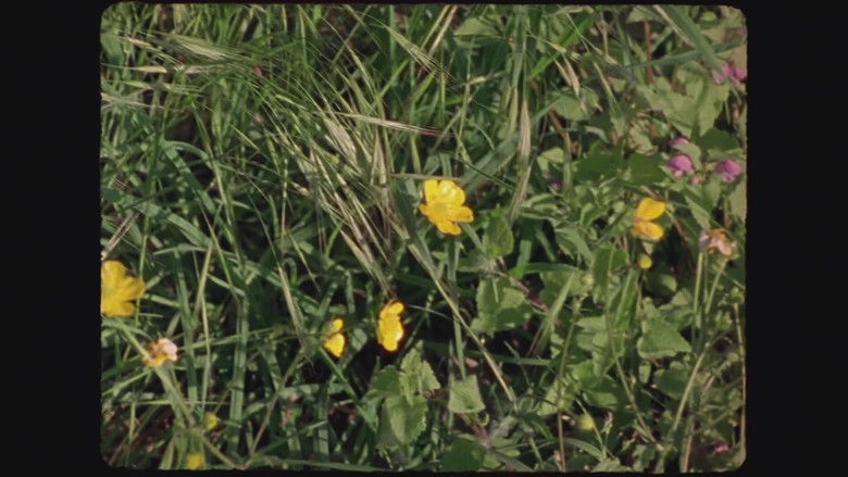 кадр из фильма Le Fil rouge