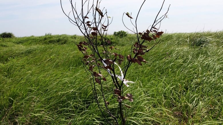 кадр из фильма 비념