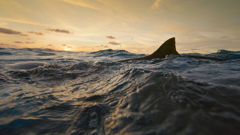 кадр из фильма Man vs. Shark