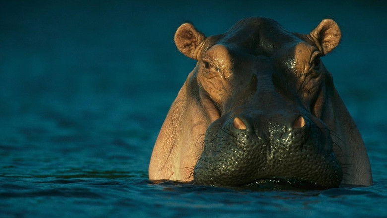 кадр из фильма Wild Gabon