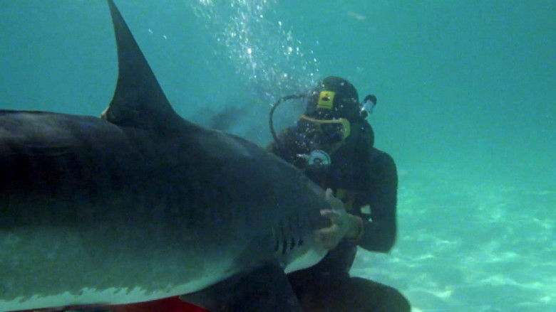 кадр из фильма Охотник на акул